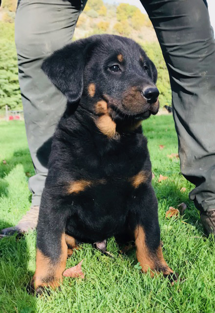 chiot beauceron gros gabarit domainedelalicorne